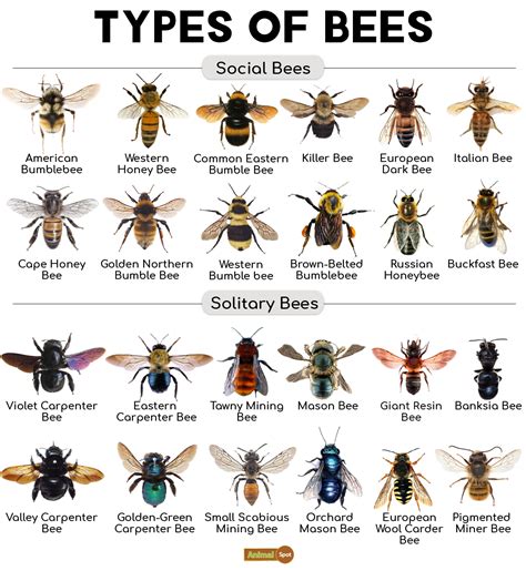 types of bees in philippines|Bees in the Philippines .